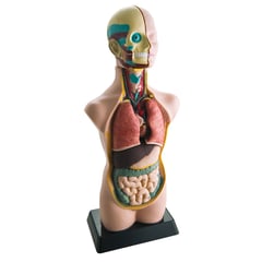 SEIGARD - Modelo De Anatomía Humana 11 Piezas MK050 Color Variado