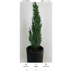 GENERICO - Pino azul 50 cm. planta ornamental de exterior