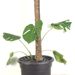 GENERICO - Tutor para plantas 50 cm, malla con musgo sphagnum