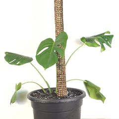 GENERICO - Set de 3 Tutores de 50 cm para Plantas