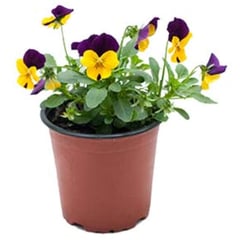 LAS BANDURRIAS - Viola mini multiflor 0,1 m