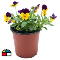 LAS BANDURRIAS - Viola mini multiflor 0,1 m