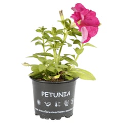 FLORES DE MI TIERRA - PETUNIA 0,10M CT10