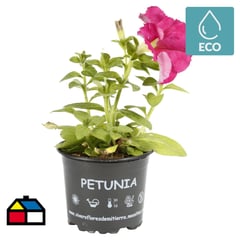 FLORES DE MI TIERRA - Petunia 10 cm Natural