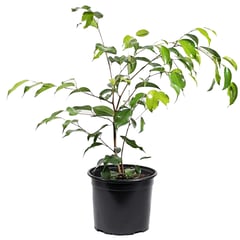 VIVEROS HIJUELAS - FICUS BENJA EXOTICA 0.4M CT17