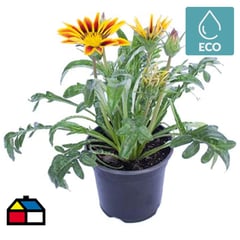 LAS BANDURRIAS - GAZANIA 0,15M CT10