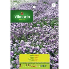 VILMORIN - Semilla flor aliso violeta 0,6 gr sachet