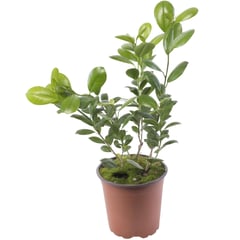 VIVEROS HIJUELAS - FICUS MOCLAME 0,60M CT17