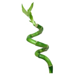 FLORACENTER - Lucky bamboo en S 0,3 m