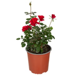 LAS BANDURRIAS - Rosa hybrida 0,3 m exterior