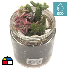 FEROXCACTUS - Sedum terrario 0,04 m