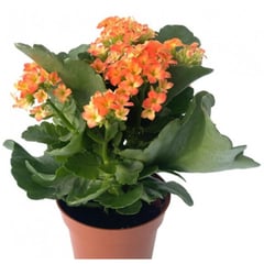 FLORES DE MI TIERRA - Kalanchoe 0,3 m