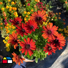 FLORES DE MI TIERRA - Garden Stars Osteospermum Blue Eyed