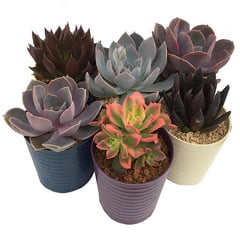 FEROXCACTUS - ECHEVERIAS COLECCION 0,05M CT9