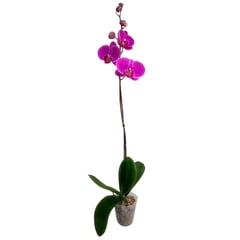 ORQUIDEA ORIENTAL - ORQUIDEA PHALAENOPS 0,30M CT13