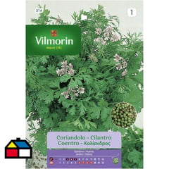 VILMORIN - Semilla cilantro 5 gr sachet