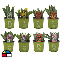 BLUME IN A POT - Tulipan 4 a 5 bulbos 0,25 m