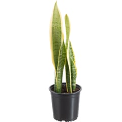 LAS BANDURRIAS - Sansevieria Laurenti 0,3 m