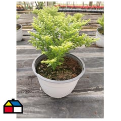 FAMILY GARDEN VIVERO - Helecho arroz 20 cm CT19