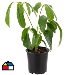 LAS BANDURRIAS - Schefflera Actinoph 25 cm CT14