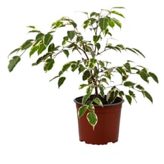 VIVEROS HIJUELAS - Ficus Samantha 30 cm CT17