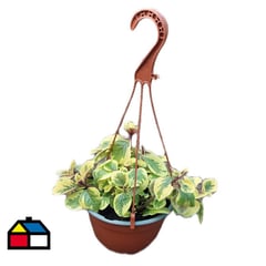 FAMILY GARDEN VIVERO - Dólar variedades 10 cm CT19