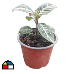 FAMILY GARDEN VIVERO - Aphelandra 10 cm CT13