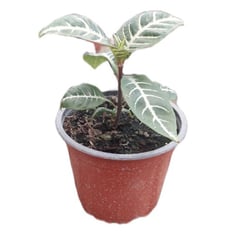 FAMILY GARDEN VIVERO - APHELANDRA 0,1M CT13