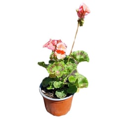 FAMILY GARDEN VIVERO - CARDENAL 0,2M CT15