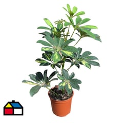 SIN MARCA - Schefflera 30 cm CT14