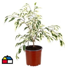 LAS BANDURRIAS - Ficus Benjamina Variegado 30 cm CT15