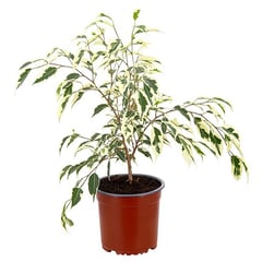 LAS BANDURRIAS - Ficus Benjam Varieg 30 cm Natural CT15