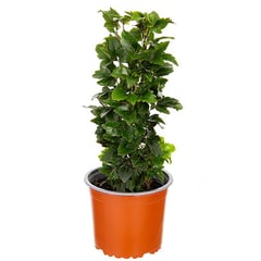 LAS BANDURRIAS - Aralia Dizygo Gemini 20 cm Natural CT13