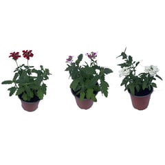 LAS BANDURRIAS - Verbena 10 cm Natural CT12