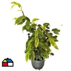 FLORES DE MI TIERRA - Ficus Anastasia 50 cm CT21