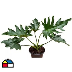 FLORES DE MI TIERRA - Philodendron Imperial 30 cm CT14