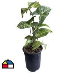 FLORES DE MI TIERRA - Syngonium 35 cm CT14