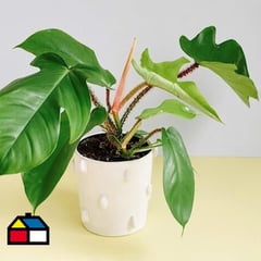 FLORES DE MI TIERRA - Philodendron Black Cardinal 30cm