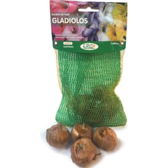 ERGO - Bulbo gladiolos surtido 4 unidades