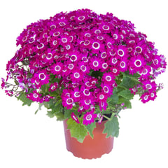 FLORES DE MI TIERRA - Cineraria jester 0,25 m