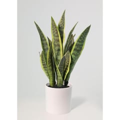 JUST HOME COLLECTION - Planta artificial sansevieria 70 cm