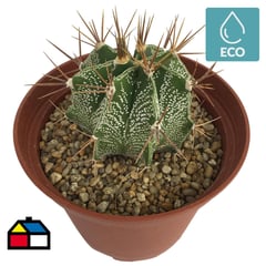 FEROXCACTUS - Cactus gigante 0,08 m